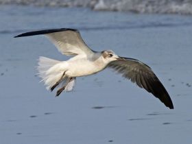 Gull flying above Pedasi – Best Places In The World To Retire – International Living